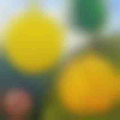 6 darabos függőleges légycsapda | BUGIORB