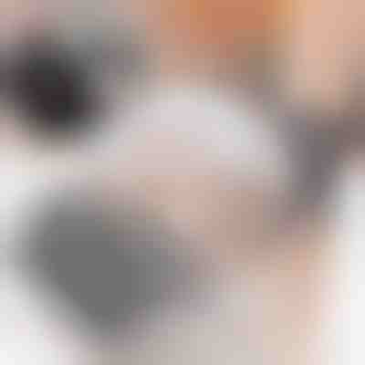 Macska önápoló (2db) | PURRCORNER