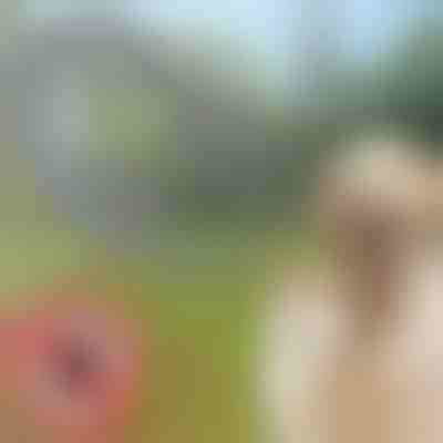 Kullancs- és bolhanyakörv kutyáknak és macskáknak | PETPROTECT